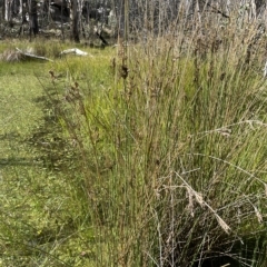 Juncus sarophorus at Tennent, ACT - 31 Mar 2023