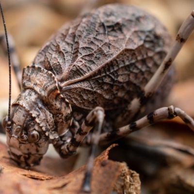 Acripeza reticulata (Mountain Katydid) at Cotter River, ACT - 31 Mar 2023 by Kenton