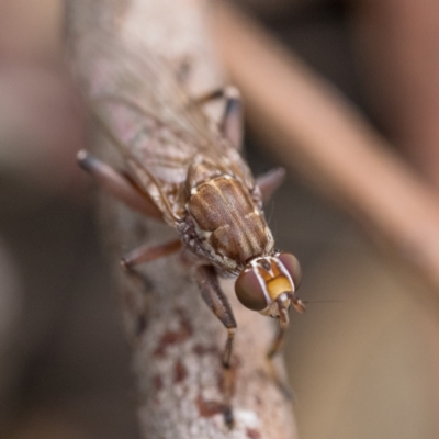 Tapeigaster nigricornis (Striped Sun Fly) at West Stromlo - 26 Mar 2023 by patrickcox