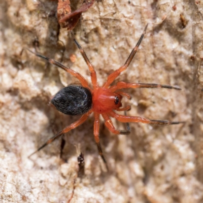 Nicodamidae (family) (Red and Black Spider) at Stromlo, ACT - 26 Mar 2023 by patrickcox