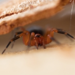 Nicodamidae (family) at Stromlo, ACT - 26 Mar 2023