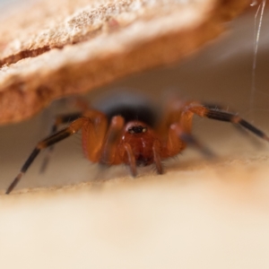 Nicodamidae (family) at Stromlo, ACT - 26 Mar 2023