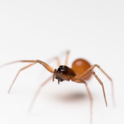 Ostearius melanopygius (A sheet web or money spider) at Duffy, ACT - 1 Apr 2023 by patrickcox