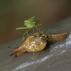 Mysticarion porrectus (Golden Semi-slug) at ANBG - 1 Apr 2023 by patrickcox