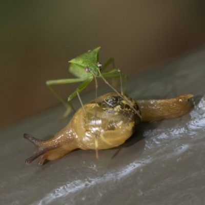 Mysticarion porrectus (Golden Semi-slug) at ANBG - 1 Apr 2023 by patrickcox