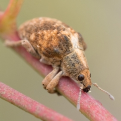 Gonipterus scutellatus (Eucalyptus snout beetle, gum tree weevil) at Paddys River, ACT - 2 Apr 2023 by patrickcox