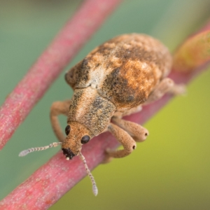 Gonipterus scutellatus at Paddys River, ACT - 2 Apr 2023