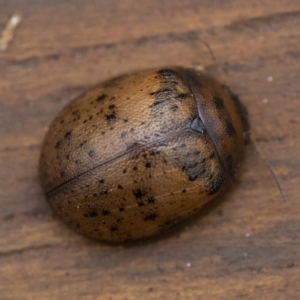 Trachymela sp. (genus) at Paddys River, ACT - 2 Apr 2023 11:30 AM