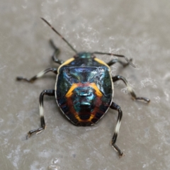 Cermatulus nasalis (Predatory shield bug, Glossy shield bug) at ANBG - 2 Apr 2023 by patrickcox