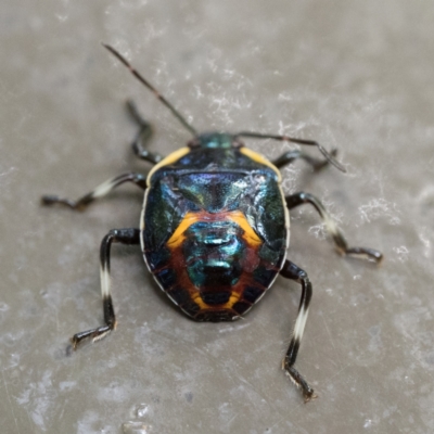 Cermatulus nasalis (Predatory shield bug, Glossy shield bug) at ANBG - 2 Apr 2023 by patrickcox