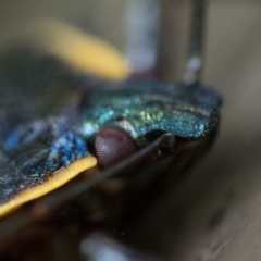 Cermatulus nasalis at Acton, ACT - 2 Apr 2023