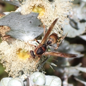 Polistes (Polistella) humilis at Murrumbateman, NSW - 1 Apr 2023