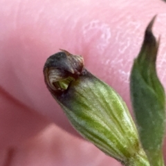 Speculantha rubescens (Blushing Tiny Greenhood) at Aranda, ACT - 2 Apr 2023 by lbradley