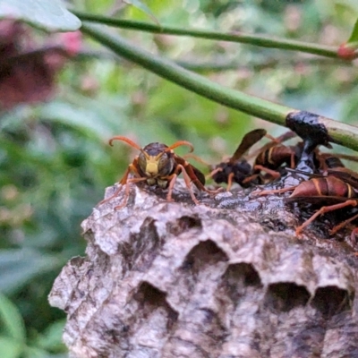 Polistes (Polistella) humilis (Common Paper Wasp) at Melba, ACT - 2 Apr 2023 by chriselidie