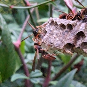 Polistes (Polistella) humilis at Melba, ACT - suppressed