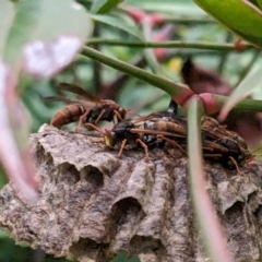 Polistes (Polistella) humilis at Melba, ACT - suppressed