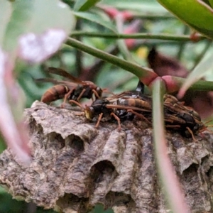 Polistes (Polistella) humilis at Melba, ACT - 2 Apr 2023