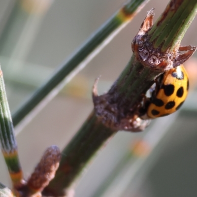 Harmonia conformis (Common Spotted Ladybird) at Wodonga, VIC - 31 Mar 2023 by KylieWaldon