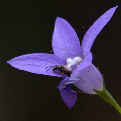 Lasioglossum (Chilalictus) sp. (genus & subgenus) at Higgins, ACT - 2 Apr 2023 by Trevor