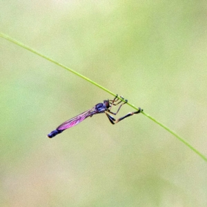 Leptogaster sp. (genus) at Higgins, ACT - 2 Apr 2023