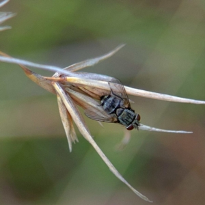 Tachinidae (family) at Higgins, ACT - 2 Apr 2023