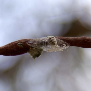 Anestia (genus) at Higgins, ACT - 2 Apr 2023 05:06 PM