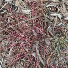 Portulaca oleracea (Munyeroo ,Pigweed, Purslane) at Aranda, ACT - 2 Apr 2023 by KMcCue
