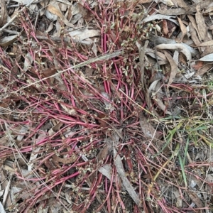 Portulaca oleracea at Aranda, ACT - 2 Apr 2023