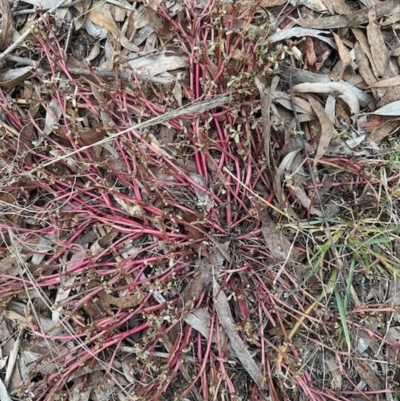 Portulaca oleracea (Pigweed, Purslane) at Aranda, ACT - 2 Apr 2023 by KMcCue