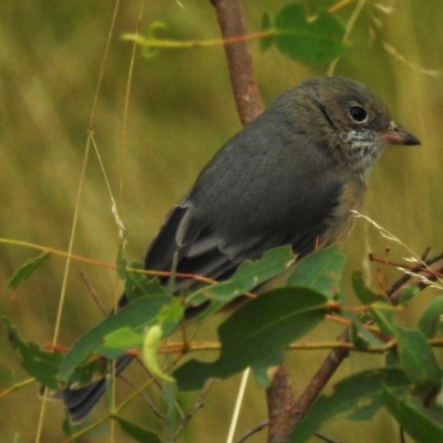 Pachycephala rufiventris (Rufous Whistler) at Paddys River, ACT - 2 Apr 2023 by JohnBundock