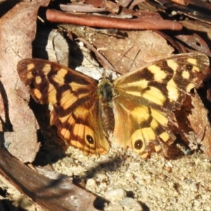 Heteronympha paradelpha at Paddys River, ACT - 2 Apr 2023 09:43 AM