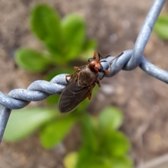 Inopus rubriceps (Sugarcane Soldier Fly) at Watson, ACT - 2 Apr 2023 by abread111