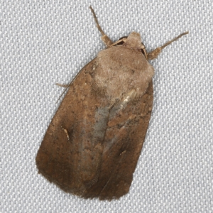 Proteuxoa hypochalchis at O'Connor, ACT - 14 Mar 2023 08:43 PM