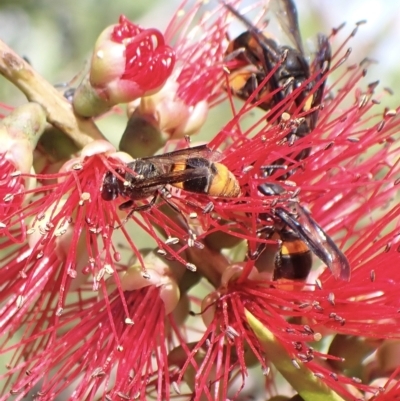 Hyleoides concinna (Wasp-mimic bee) at Murrumbateman, NSW - 1 Apr 2023 by SimoneC