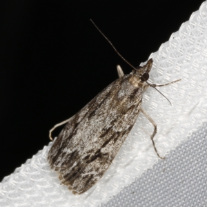 Scoparia emmetropis at O'Connor, ACT - 14 Mar 2023