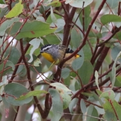 Pardalotus punctatus (Spotted Pardalote) at Jerrabomberra, ACT - 2 Apr 2023 by RodDeb