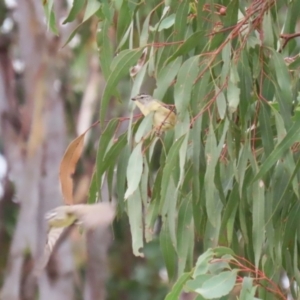 Pardalotus punctatus at Jerrabomberra, ACT - 2 Apr 2023