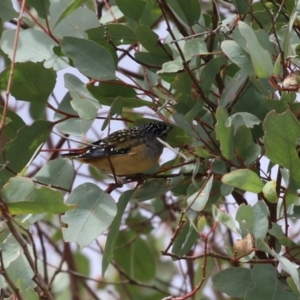 Pardalotus punctatus at Jerrabomberra, ACT - 2 Apr 2023