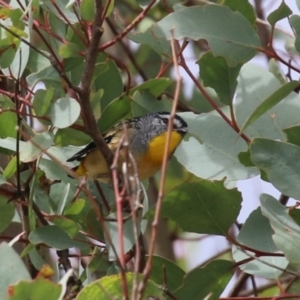 Pardalotus punctatus at Jerrabomberra, ACT - 2 Apr 2023