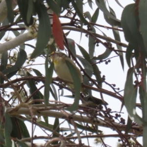 Pardalotus striatus at Jerrabomberra, ACT - 2 Apr 2023