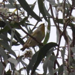 Pardalotus striatus at Jerrabomberra, ACT - 2 Apr 2023