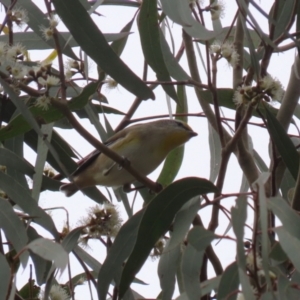 Pardalotus striatus at Jerrabomberra, ACT - 2 Apr 2023