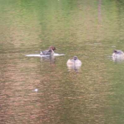 Tachybaptus novaehollandiae (Australasian Grebe) at Lake Tuggeranong - 2 Apr 2023 by RodDeb