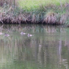 Tachybaptus novaehollandiae at Greenway, ACT - 2 Apr 2023