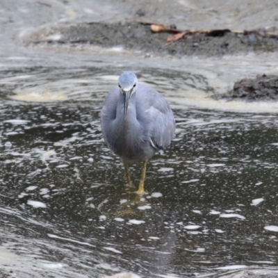 Egretta novaehollandiae (White-faced Heron) at Lake Tuggeranong - 2 Apr 2023 by RodDeb