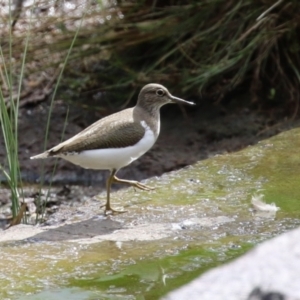 Actitis hypoleucos at Greenway, ACT - 2 Apr 2023