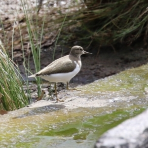 Actitis hypoleucos at Greenway, ACT - 2 Apr 2023