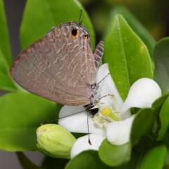 Jamides phaseli (Purple Cerulean) at Wellington Point, QLD - 2 Apr 2023 by TimL