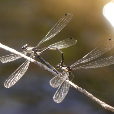 Austroargiolestes icteromelas (Common Flatwing) at Colo Vale, NSW - 18 Mar 2023 by Curiosity