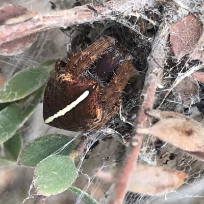 Hortophora sp. (genus) (Garden orb weaver) at Aranda Bushland - 2 Apr 2023 by MattFox